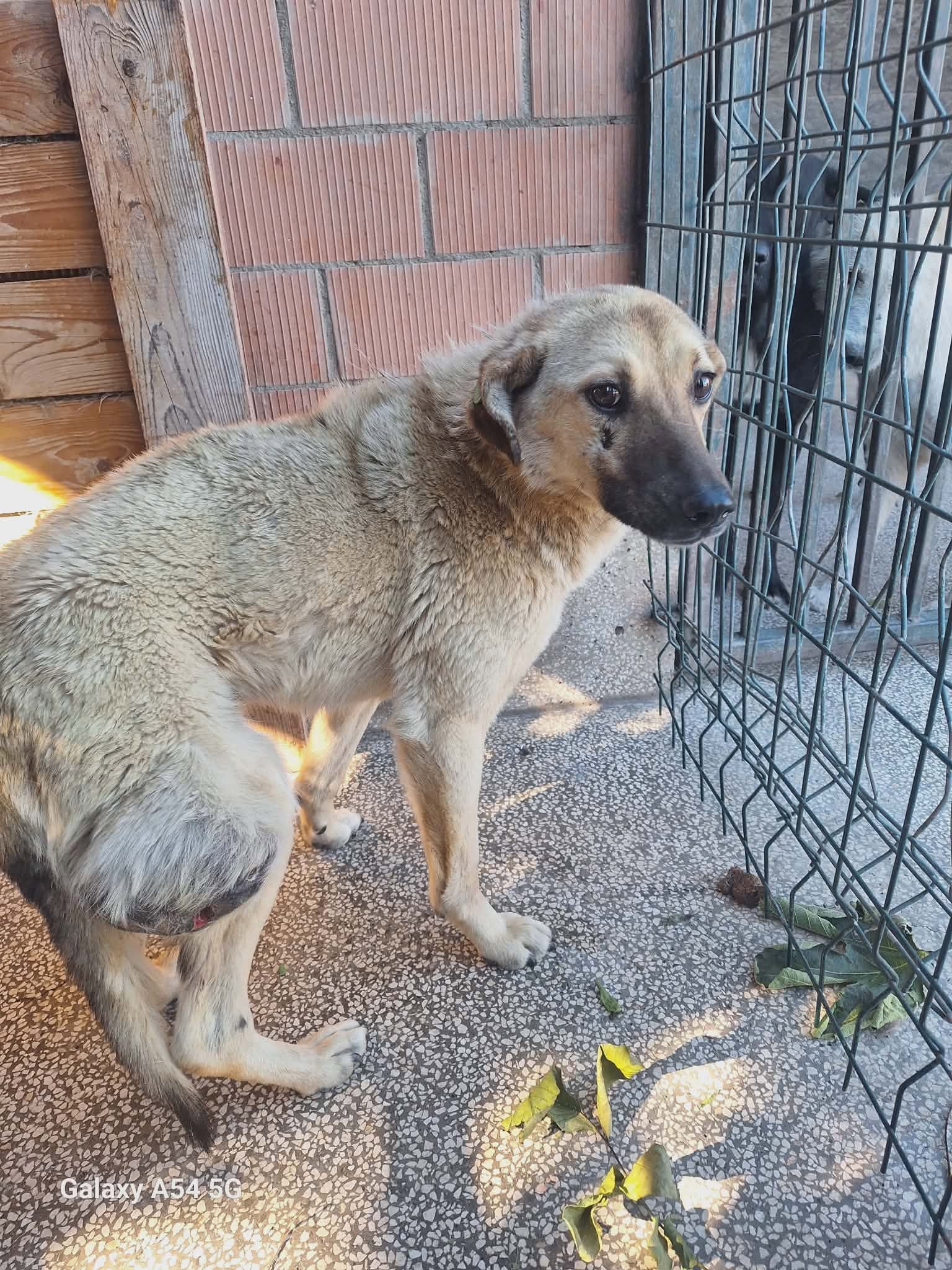 მეტისი. ორბეთი.