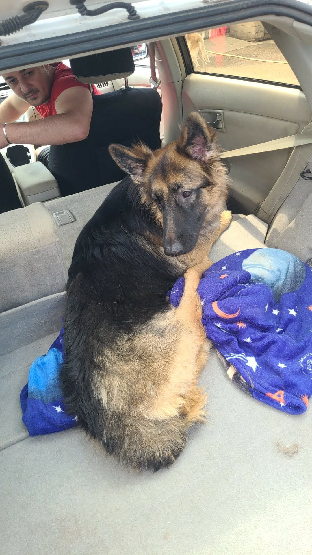 გერმანული ნაგაზი.ვარკეთილის მასივი