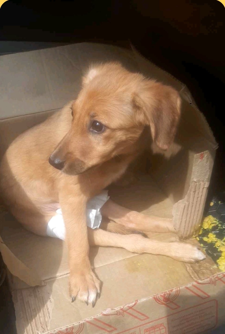 მეტისი. გორი