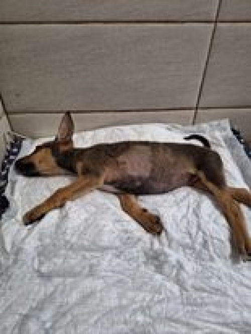 მეტისი ნცხეთა