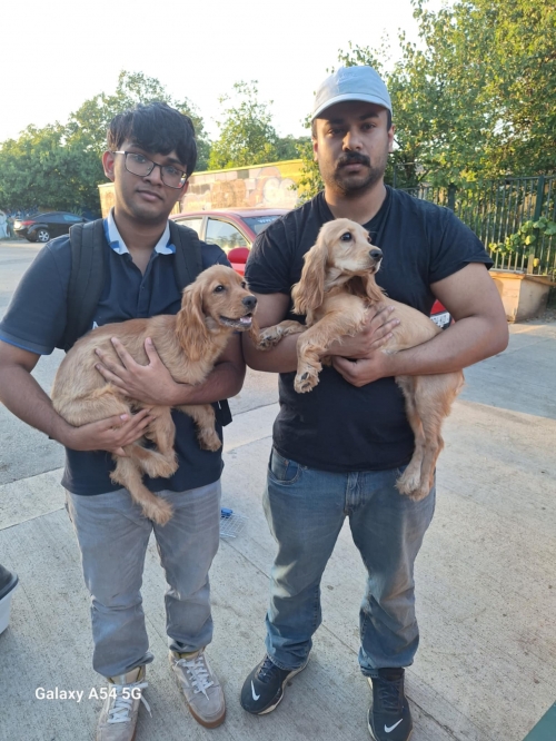 კოკერსპანიელი ლეილა და ბელა