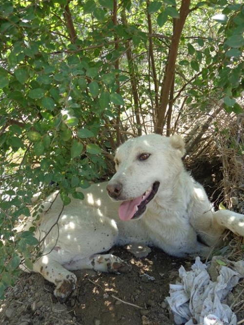 ქართული ქოფაკი უსახელო