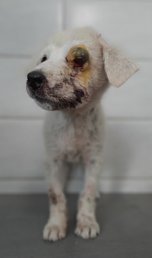 მეტისი ფეეიქრების ქუჩა