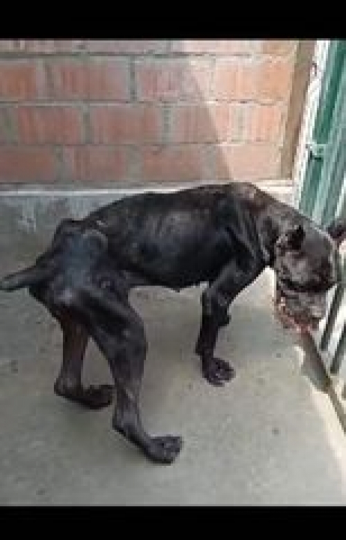 კანე კორსო მარტყოფი