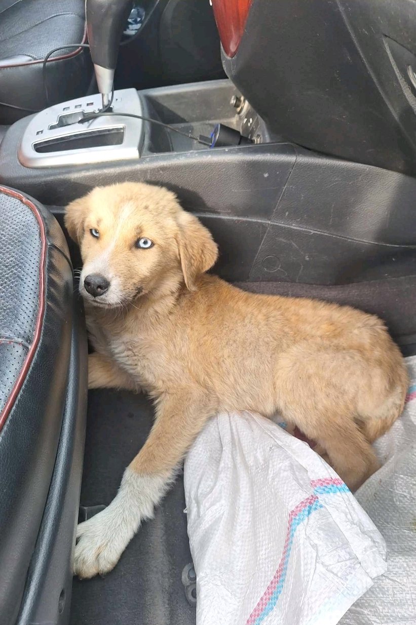 მეტისი. ანანური