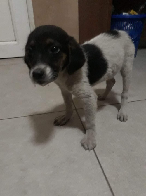 მეტისი უსახელო