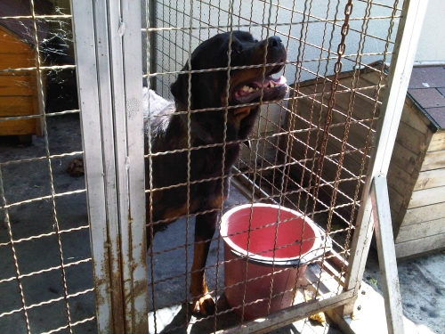 * გაჩუქებულები როტვეილერი (ვეძებთ პატრონს)