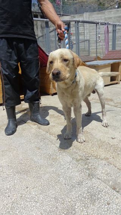 ლაბრადორი უსახელო