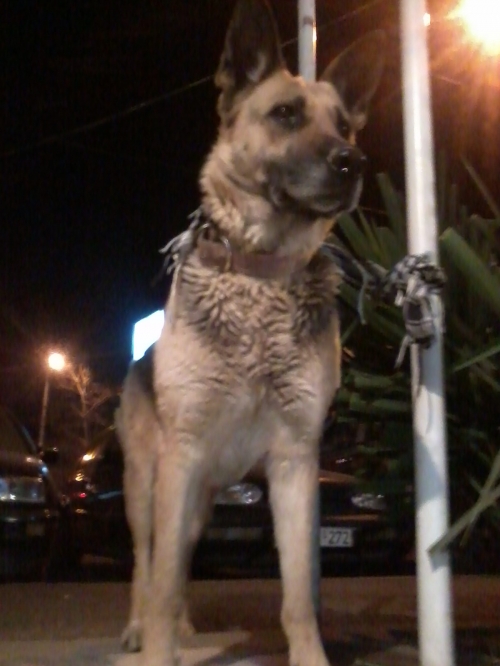 გერმანული ნაგაზი უცნობი