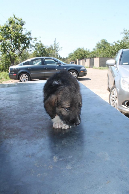 მეტისი უსახელო