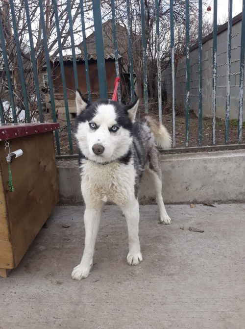 ლაიკა უსახელო