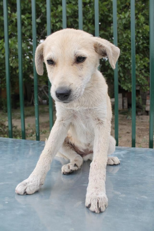 მეტისი უსახელო