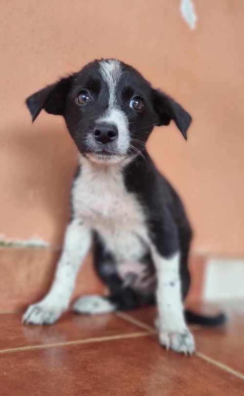 მეტისი ალგეთის საცავი.