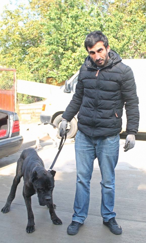 კანე კორსო მაქსი