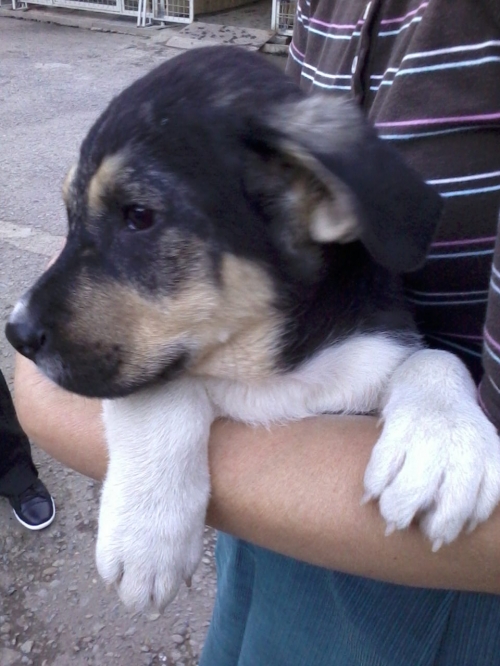 მეტისი უსახელო