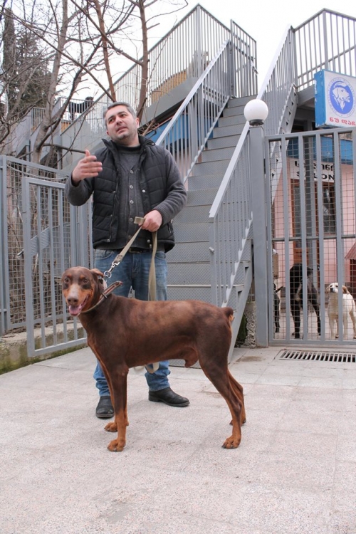 დობერმანი ფელე