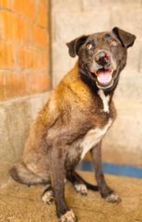 მეტისი ლოტკინი ჭოლა ლომთათიძის