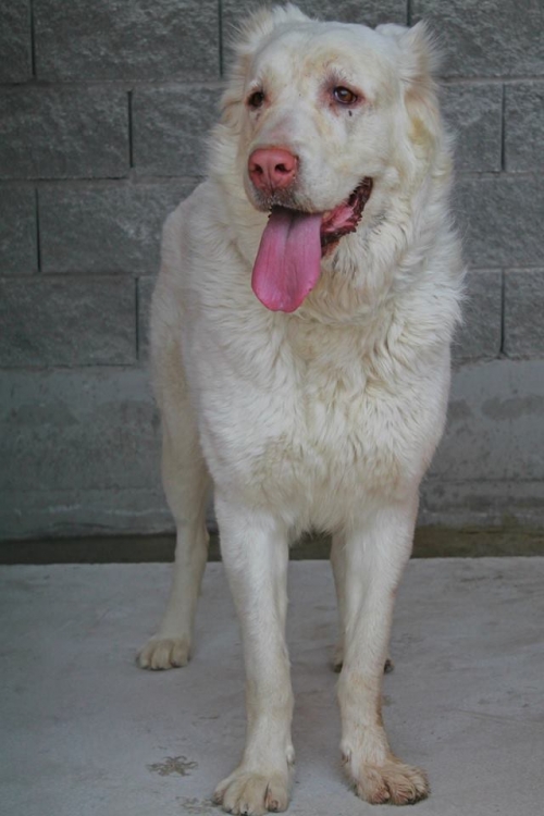 ქართული ნაგაზი ბუბუ