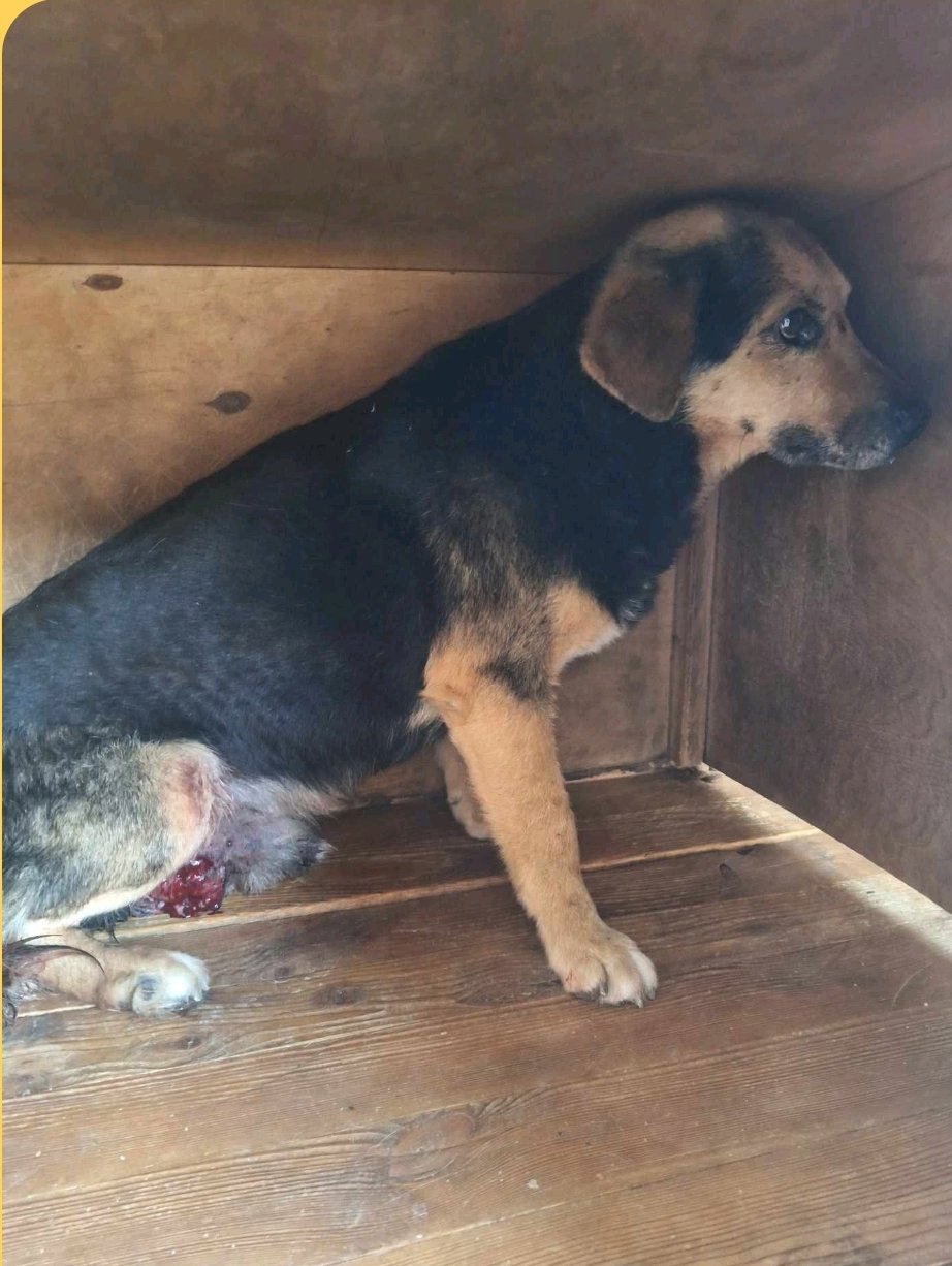 მეტისი. გვაჯი