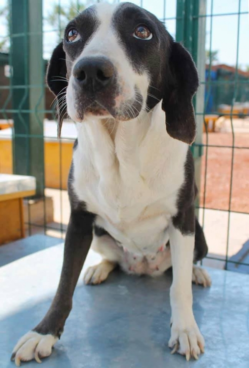 რუსული კოკერ სპანელი ნათია