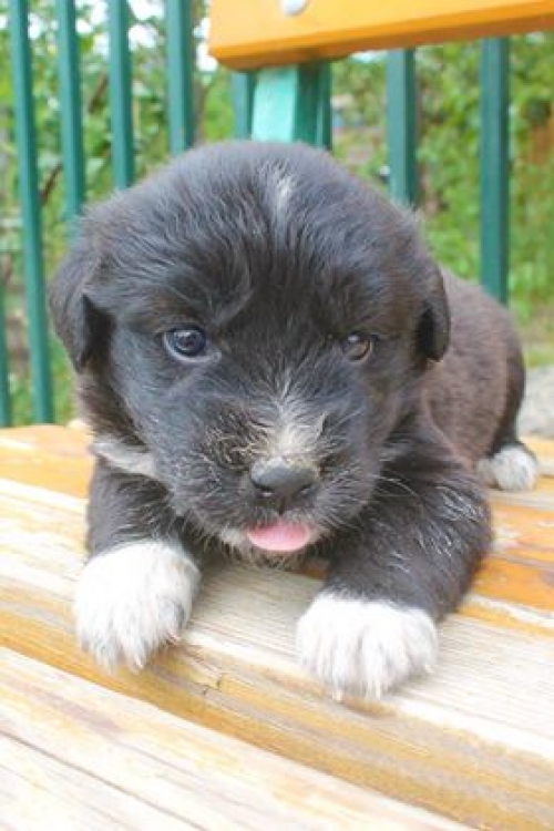 მეტისი უსახელო