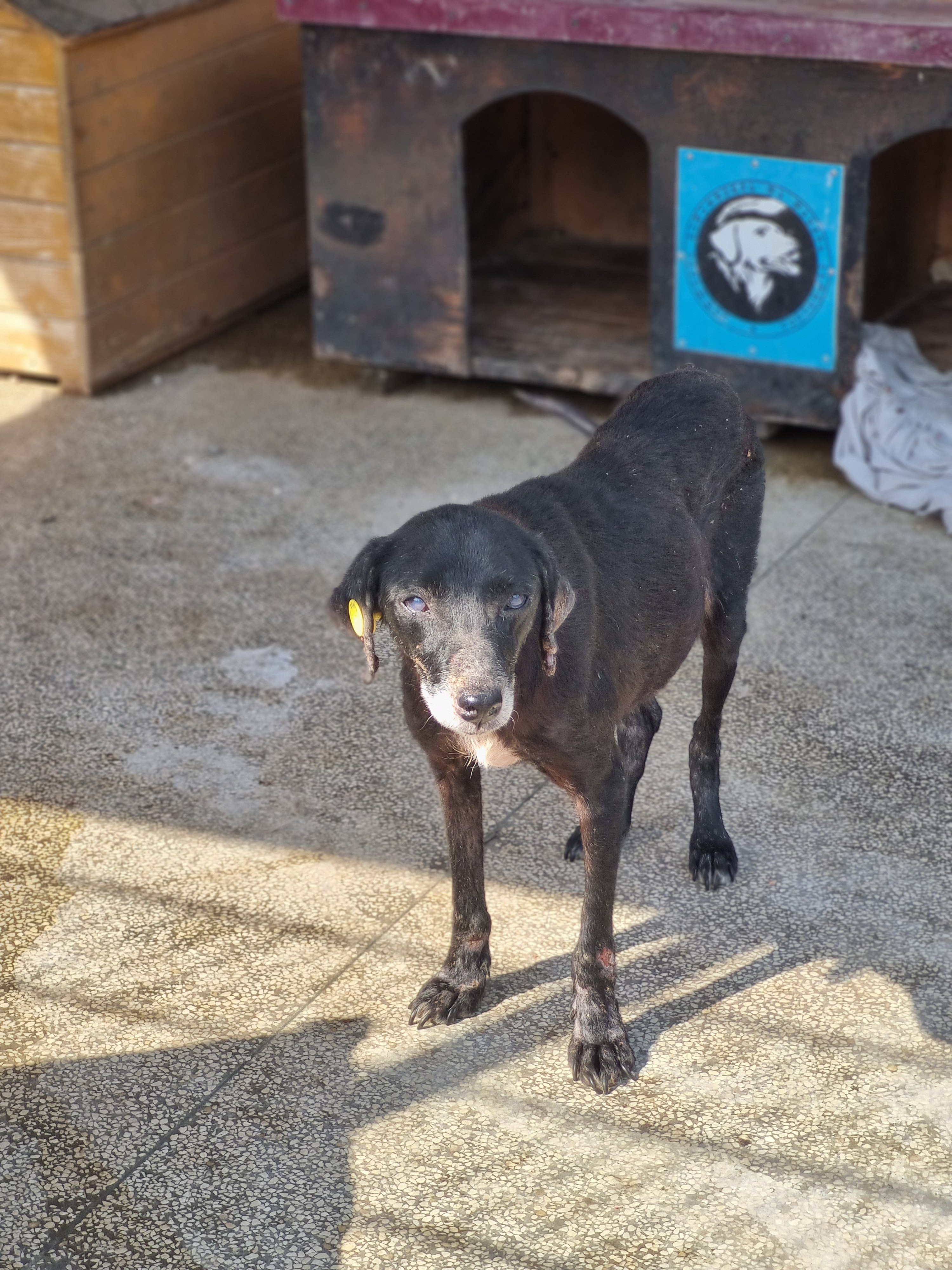 მეტისი. მარნეული