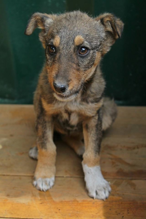 მეტისი სერი