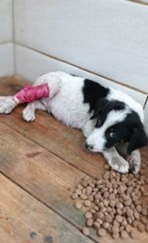 მეტისი ლორთქიფანიძის ქუჩა