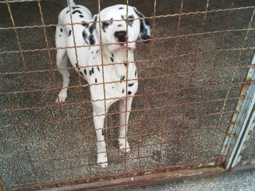 * გაჩუქებულები კროელა