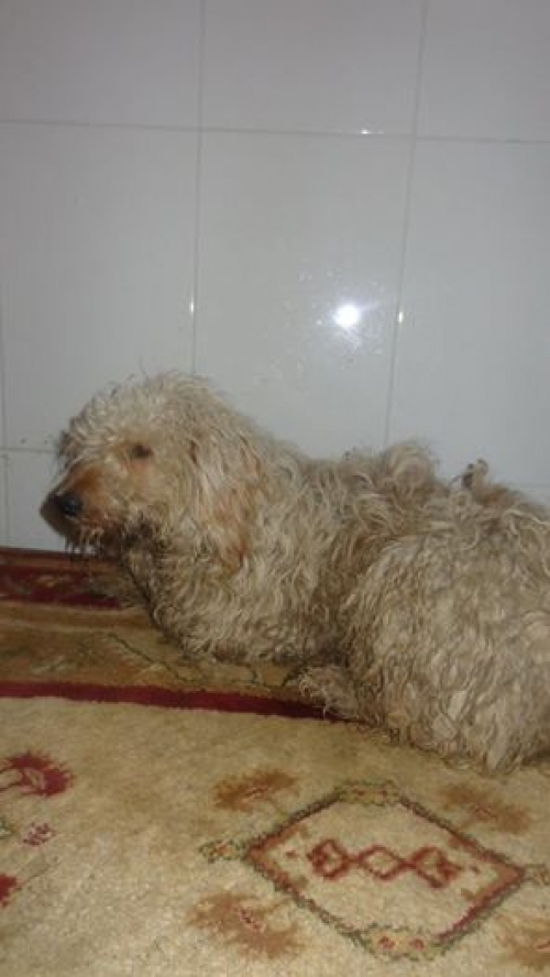 ბალონკა მიკი