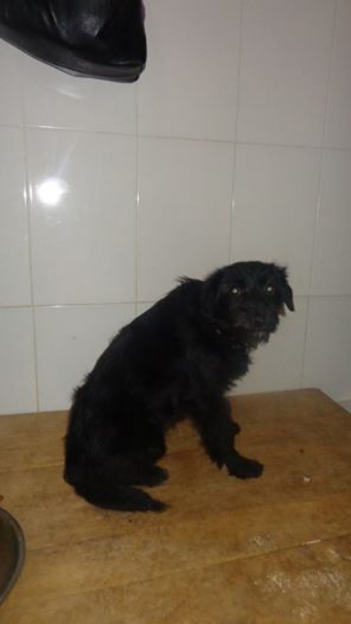 ბალონკა უსახელო