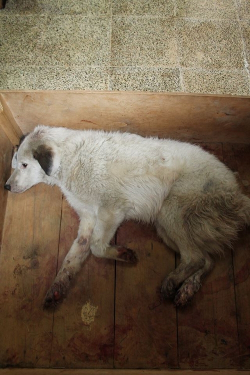 მეტისი ჯეკა