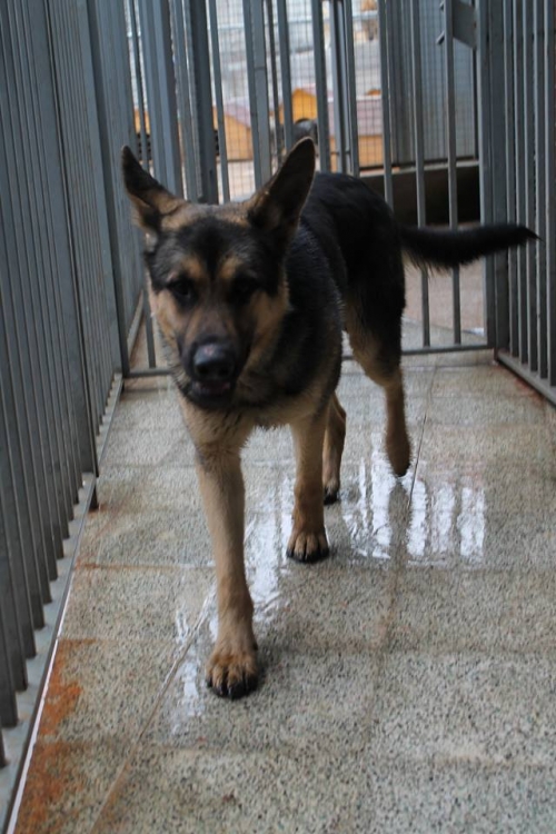 გერმანული ნაგაზი უსახელო