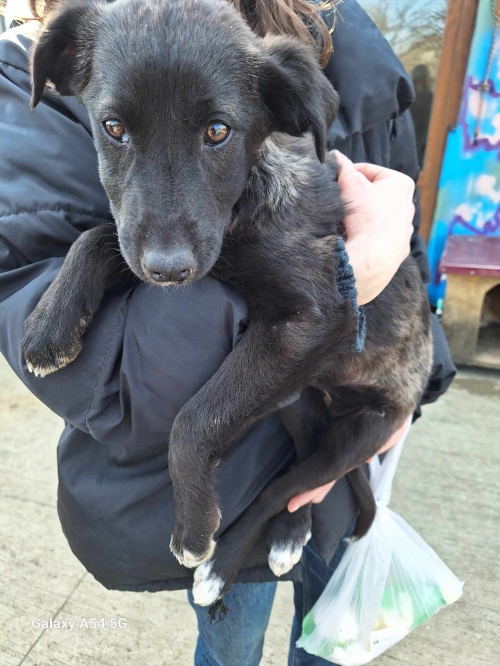 მეტისი კოჯორი