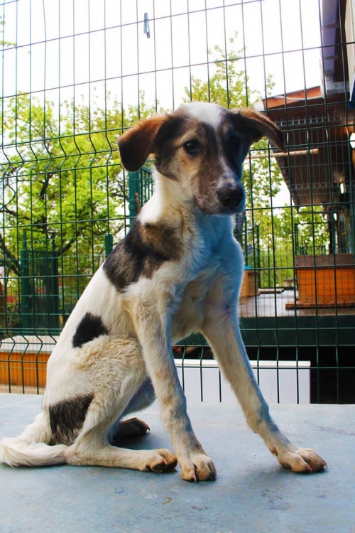 მეტისი უსახელო