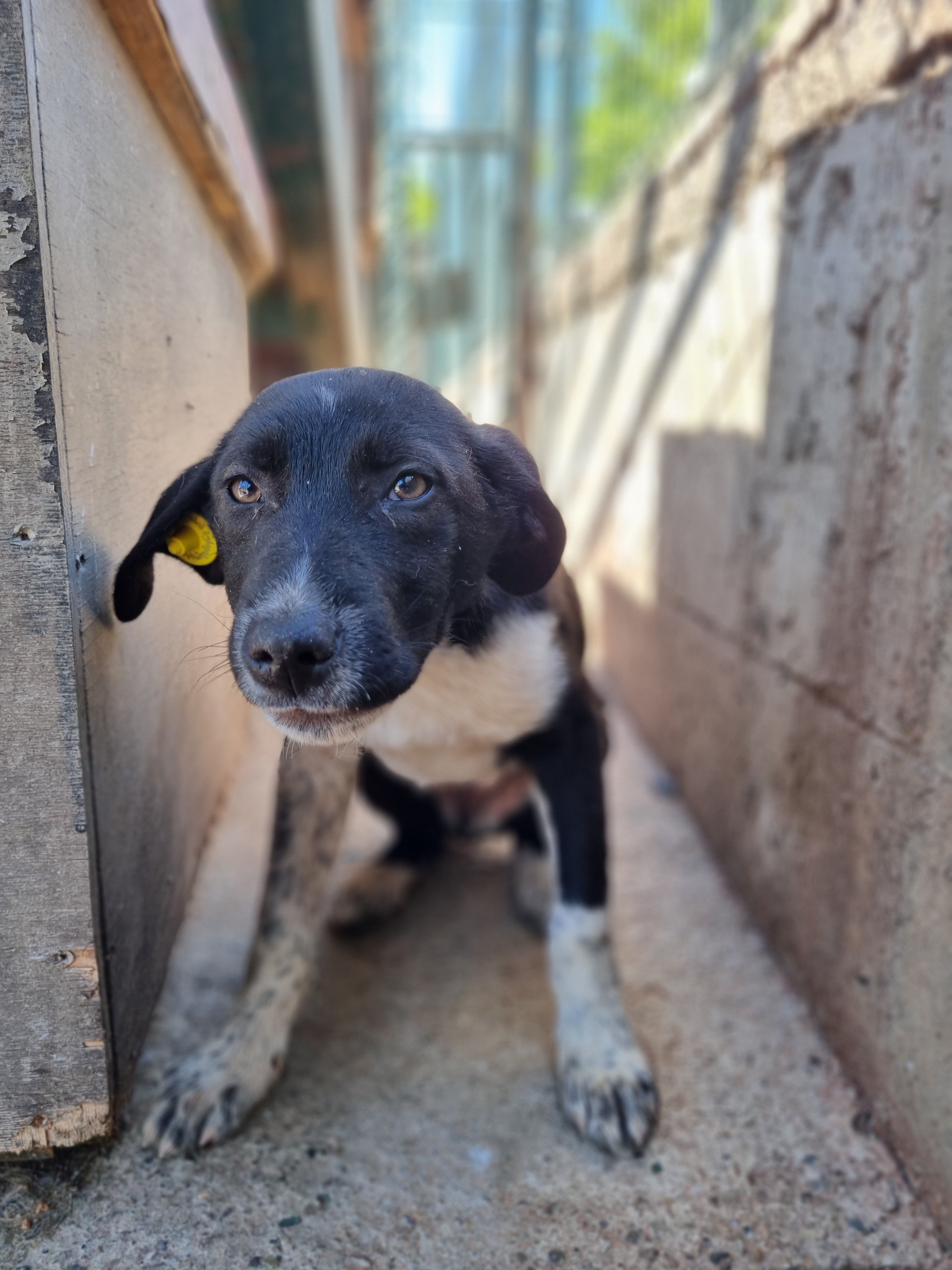 მეტისი. თბილისის ზღვა