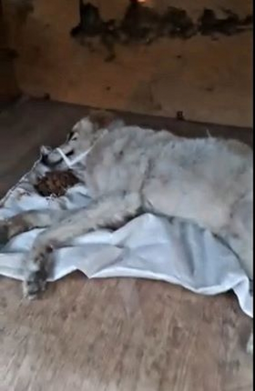 მეტისი უსახელო