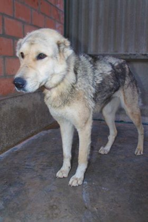 მეტისი უსახელო