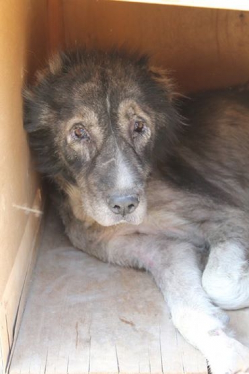 ქართული ნაგაზი სიმბა