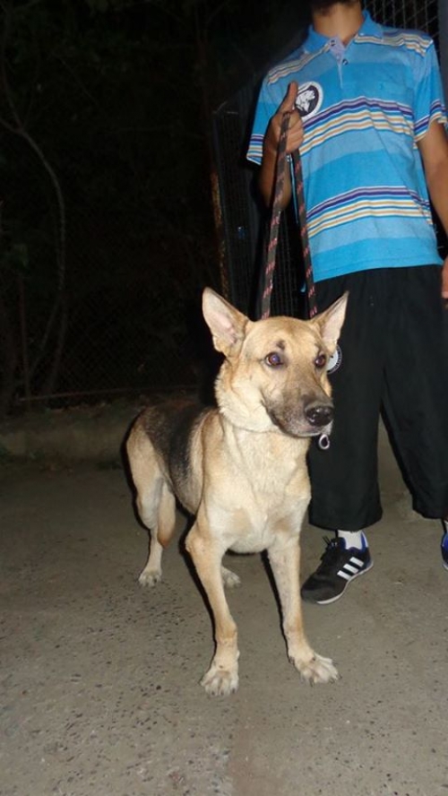 გერმანული ნაგაზი ჯერი