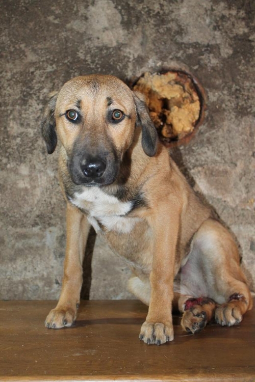 მეტისი უსახელო