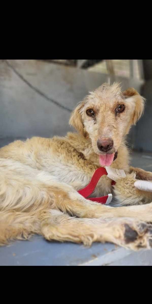 მეტისი გიორგი წმინდა