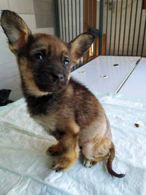 მეტისი უსახელო