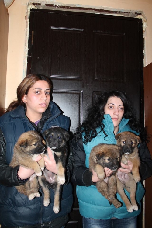 ქართული ქოფაკი უსახელო