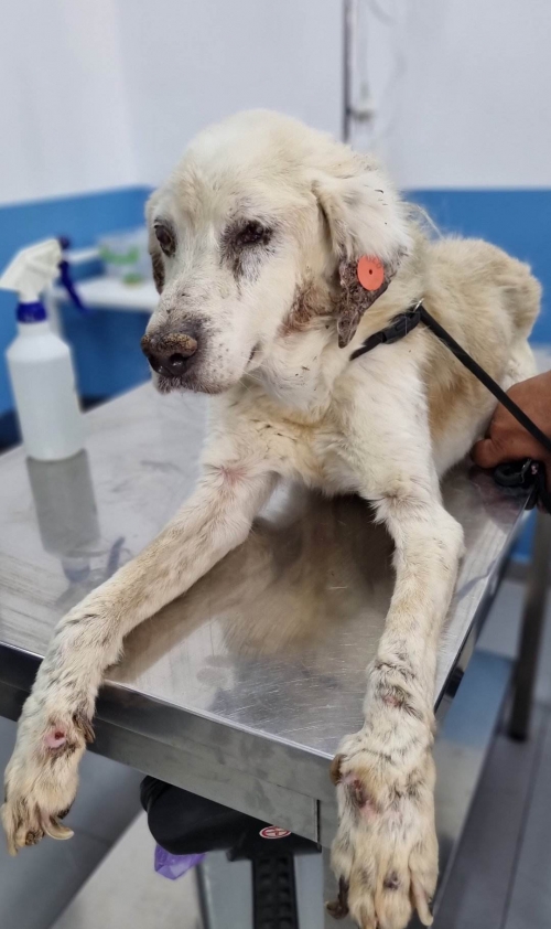 მეტისი ხაშური