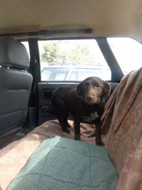 მეტისი უსახელო