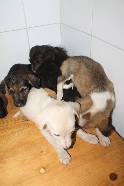 მეტისის ლეკვები უსახელო