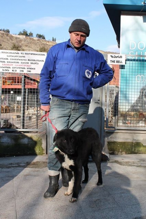 მეტისი პირატი