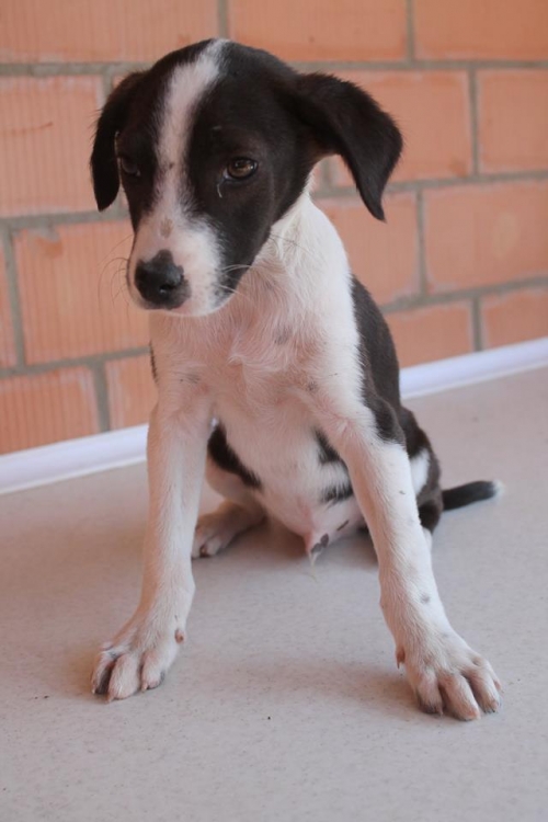 მეტისი უსახელო