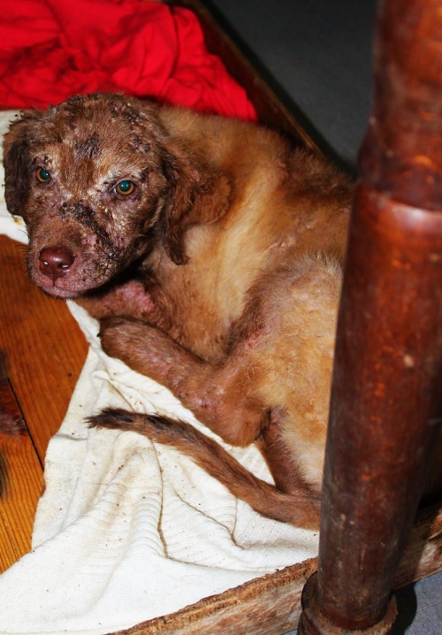 მეტისი უსახელო